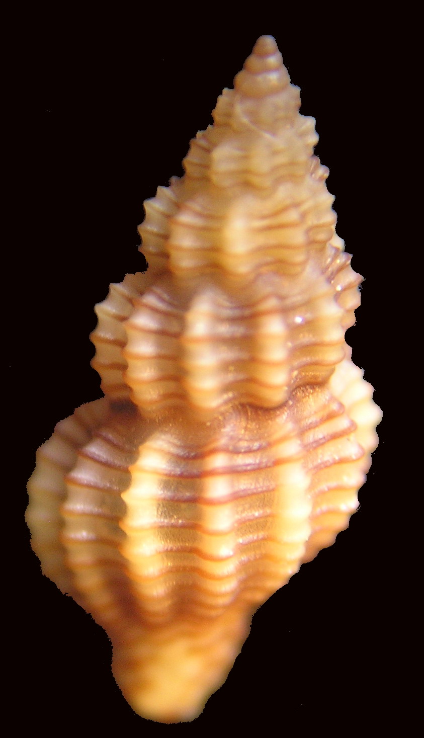 Raphitoma